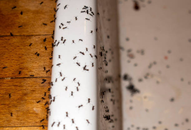 Best Exterminator Services  in Kayak Point, WA
